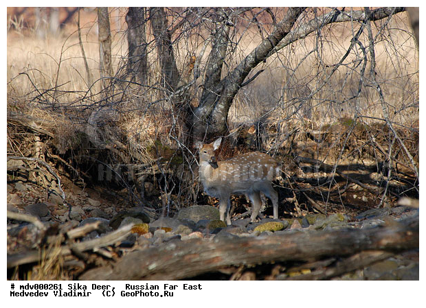 ������� ������, ��������, ������-�����, �����������, �����, ��������, ��������, �������������, �����, �������������, �����, �����, XYZ, ��������, ������, Cervidae, ��������� �����, Cervus nippon