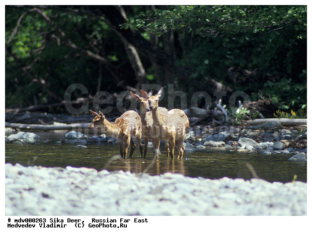 ������� ������, ��������, ������-�����, �����������, �����, ��������, ��������, �������������, �����, �������������, �����, �����, XYZ, ��������, ������, Cervidae, ��������� �����, Cervus nippon