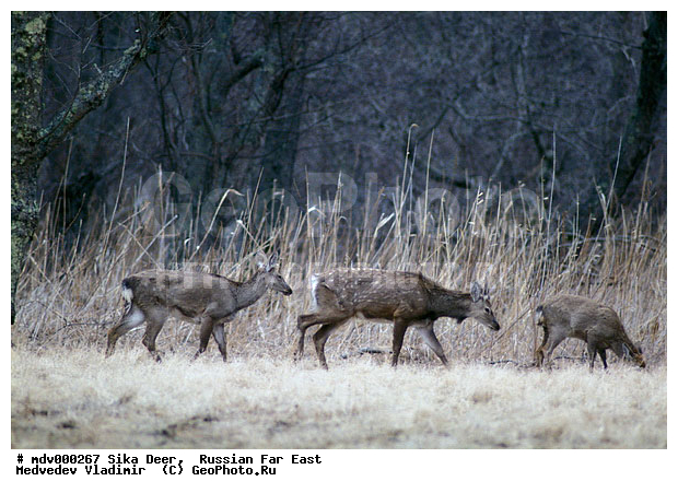 ������� ������, ��������, ������-�����, �����������, �����, ��������, ��������, �������������, �����, �������������, �����, �����, XYZ, ��������, ������, Cervidae, ��������� �����, Cervus nippon