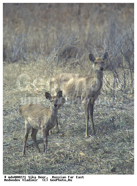 ������� ������, ��������, ������-�����, �����������, �����, ��������, ��������, �������������, �����, �������������, �����, �����, XYZ, ��������, ������, Cervidae, ��������� �����, Cervus nippon