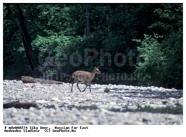 ������� ������, ��������, ������-�����, �����������, �����, ��������, ��������, �������������, �����, �������������, �����, �����, XYZ, ��������, ������, Cervidae, ��������� �����, Cervus nippon