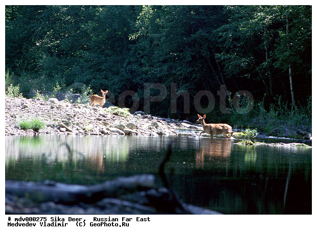 ������� ������, ��������, ������-�����, �����������, �����, ��������, ��������, �������������, �����, �������������, �����, �����, XYZ, ��������, ������, Cervidae, ��������� �����, Cervus nippon