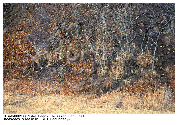 ������� ������, ��������, ������-�����, �����������, �����, ��������, ��������, �������������, �����, �������������, �����, �����, XYZ, ��������, ������, Cervidae, ��������� �����, Cervus nippon