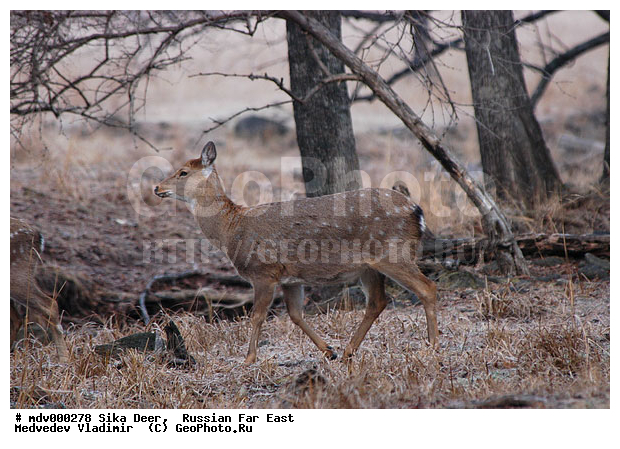 ������� ������, ��������, ������-�����, �����������, �����, ��������, ��������, �������������, �����, �������������, �����, �����, XYZ, ��������, ������, Cervidae, ��������� �����, Cervus nippon