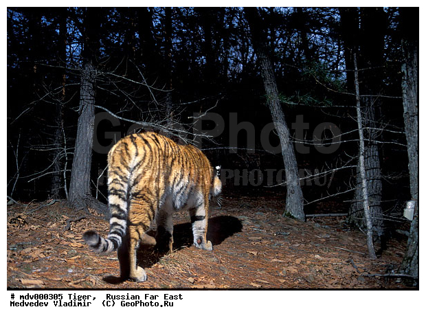 ������� ������, ��������, ������-�����, �����������, �����, �����, ���, �����, �������������, ����, ������, �������������, �����, �����, XYZ, �������, Felidae, �������� ����, ����������� ����, ��������������� ����, Panthera tigris altaica