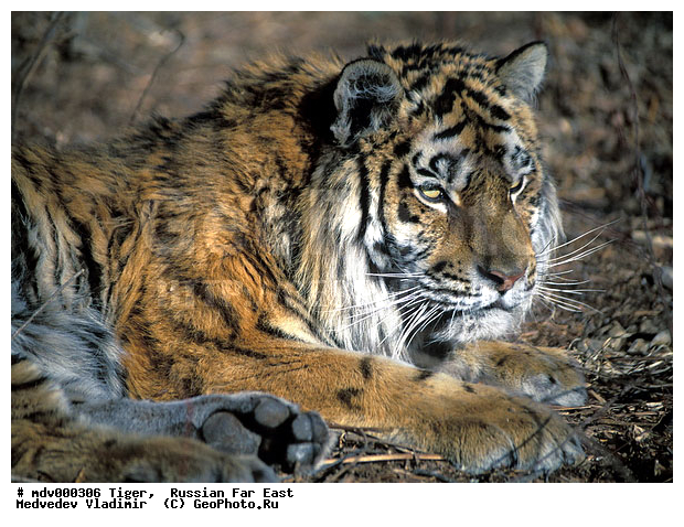 ������� ������, ��������, ������-�����, �����������, �����, �����, ���, �����, �������������, ����, ������, �������������, �����, �����, XYZ, �������, Felidae, �������� ����, ����������� ����, ��������������� ����, Panthera tigris altaica