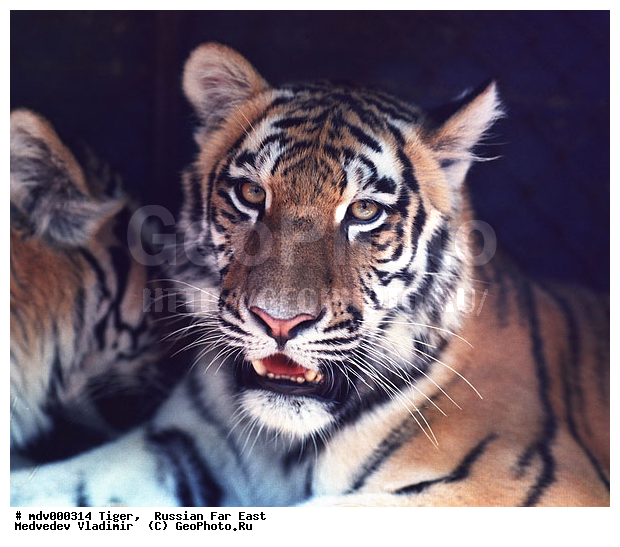 �������� ����, ������� ������, ��������, ������-�����, �����������, ����������� ����, �����, �����, ���, �����, �������������, ����, ������, �������������, �����, �����, XYZ, �������, Felidae, �������� ����, ����������� ����, ��������������� ����, Panthera tigris altaica