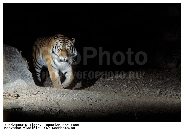 ������� ������, ��������, ������-�����, �����������, �����, �����, ���, �����, �������������, ����, ������, �������������, �����, �����, XYZ, �������, Felidae, �������� ����, ����������� ����, ��������������� ����, Panthera tigris altaica