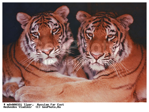 �������� ����, ������� ������, ��������, ������-�����, �����������, ����������� ����, �����, �����, ���, �����, �������������, ����, ������, �������������, �����, �����, XYZ, �������, Felidae, �������� ����, ����������� ����, ��������������� ����, Panthera tigris altaica