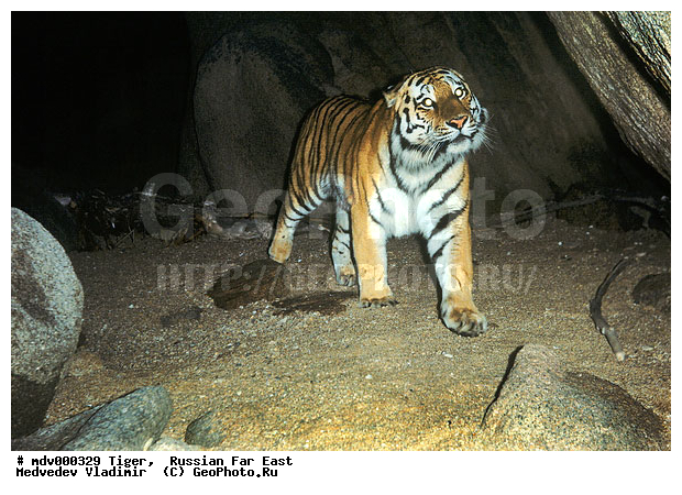 ������� ������, ��������, ������-�����, �����������, �����, �����, ���, �����, �������������, ����, ������, �������������, �����, �����, XYZ, �������, Felidae, �������� ����, ����������� ����, ��������������� ����, Panthera tigris altaica