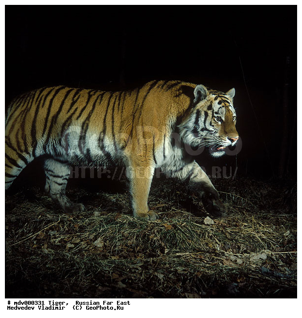 ������� ������, ��������, ������-�����, �����������, �����, �����, ���, �����, �������������, ����, ������, �������������, �����, �����, XYZ, �������, Felidae, �������� ����, ����������� ����, ��������������� ����, Panthera tigris altaica