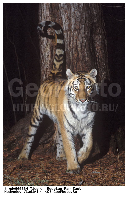 ������� ������, ��������, ������-�����, �����������, �����, �����, ���, �����, �������������, ����, ������, �������������, �����, �����, XYZ, �������, Felidae, �������� ����, ����������� ����, ��������������� ����, Panthera tigris altaica