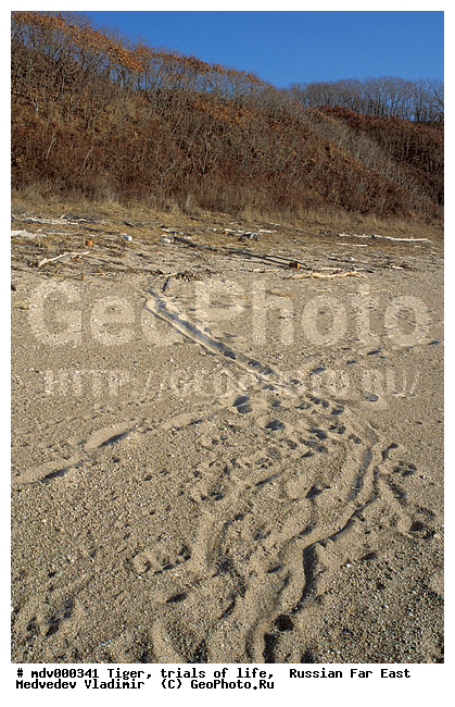 ����� ��������� ����, ������� ������, ����������, ��������, ������-�����, �����������, �����, �����, ���, �������, �����, �������������, ���������, �����, ����, �����, ����� �����������������, ����, ������, ���������� ����, ������, ��������, ��������, �������������, �������������, �����, �����, �������, ������, XYZ, �������, Felidae, �������� ����, ����������� ����, ��������������� ����, Panthera tigris altaica