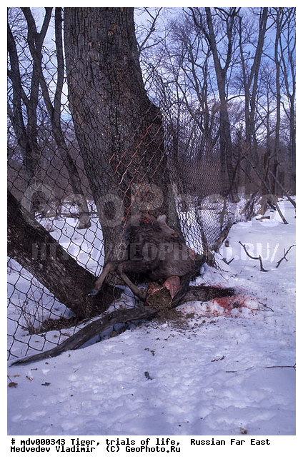 ������� ������, ��������, ������-�����, �����������, �����, �����, ���, �����, �������������, ����, �����, ����� �����������������, ����, ������, ��������, ��������, �������������, �������������, �����, �����, XYZ, �������, Felidae, �������� ����, ����������� ����, ��������������� ����, Panthera tigris altaica