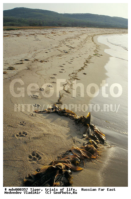 ����� ��������� ����, ������� ������, ����������, ��������, ������-�����, �����������, �����, �����, ���, �������, �����, �������������, ���������, �����, ����, �����, ����� �����������������, ����, ������, ���������� ����, ������, ��������, ��������, �������������, �������������, �����, �����, �������, ������, XYZ, �������, Felidae, �������� ����, ����������� ����, ��������������� ����, Panthera tigris altaica