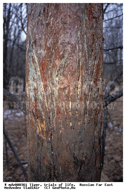 ������� ������, ��������, ������-�����, �����������, �����, �����, ���, �����, �������������, ����, �����, ����� �����������������, ����, ������, ��������, ��������, �������������, �������������, �����, �����, XYZ, �������, Felidae, �������� ����, ����������� ����, ��������������� ����, Panthera tigris altaica