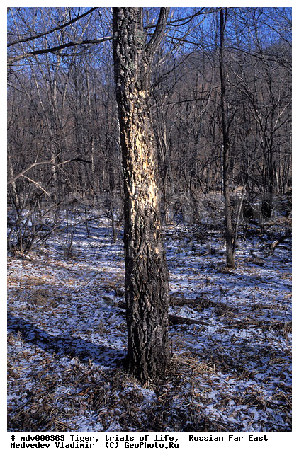 ������� ������, ��������, ������-�����, �����������, �����, �����, ���, �����, �������������, ����, �����, ����� �����������������, ����, ������, ��������, ��������, �������������, �������������, �����, �����, XYZ, �������, Felidae, �������� ����, ����������� ����, ��������������� ����, Panthera tigris altaica