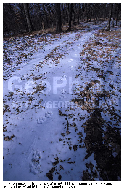 ������� ������, ��������, ������-�����, �����������, �����, �����, ���, �����, �������������, ����, �����, ����� �����������������, ����, ������, ��������, ��������, �������������, �������������, �����, �����, XYZ, �������, Felidae, �������� ����, ����������� ����, ��������������� ����, Panthera tigris altaica