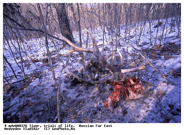 ������� ������, ��������, ������-�����, �����������, �����, �����, ���, �����, �������������, ����, �����, ����� �����������������, ����, ������, ��������, ��������, �������������, �������������, �����, �����, XYZ, �������, Felidae, �������� ����, ����������� ����, ��������������� ����, Panthera tigris altaica