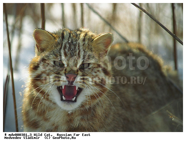 ������� ������, ��������, ������-�����, �����������, �����, ����� ���, �����, ���, �����, �������������, ������, ��������, ��������, �������������, �������������, �����, �����, XYZ, �������, Felidae, �������� ������ ���, ��������������� ������ ���, �������� ����������� ���, Prionailurus bengalensis euptilurus, ����������� �����, ���������� �����, ��������������� ���, Prionailurus bengalensis, Felis bengalensis, ��������, ��������, �������������, �������������, �����, �����, XYZ, �������, Felidae, �������� ������ ���, ��������������� ������ ���, �������� ����������� ���, Prionailurus bengalensis euptilurus, ����������� �����, ���������� �����, ��������������� ���, Prionailurus bengalensis, Felis bengalensis, ��������, ��������, �������������, �������������, �����, �����, XYZ, �������, Felidae, �������� ������ ���, ��������������� ������ ���, �������� ����������� ���, Prionailurus bengalensis euptilurus, ����������� �����, ���������� �����, ��������������� ���, Prionailurus bengalensis, Felis bengalensis, �������, ������