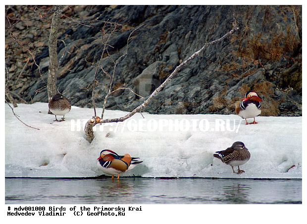 ��������, �����, �����, ���������� ����, ��������, ������� ������, ������, ��������, ��������, �����, �����, ��������, �����������, �����������������, ������������� �����, ������������� �����, XYZ, ������, Anatidae, ����������, Aix galericulata