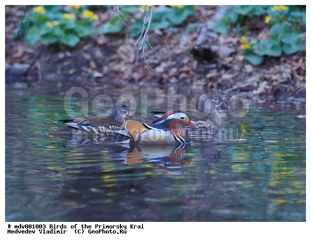 ��������, �����, �����, ���������� ����, ��������, ������� ������, ������, ��������, ��������, �����, �����, ��������, �����������, �����������������, ������������� �����, ������������� �����, XYZ, ������, Anatidae, ����������, Aix galericulata