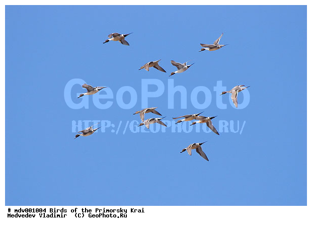 ���������� ����, ��������, ������� ������, ������, ��������, ��������, �����, �����, �����������������, ������������� �����, ������������� �����, ��������, �����������, XYZ, ������, Anatidae, ����������, Anas acuta