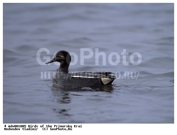 ��������, ���������� ����, ��������, ������� ������, ������, ��������, ��������, �����, �����, �����������������, ������������� �����, ������������� �����, ��������, �����������, XYZ, ������, Anatidae, �����-���������, Anas crecca