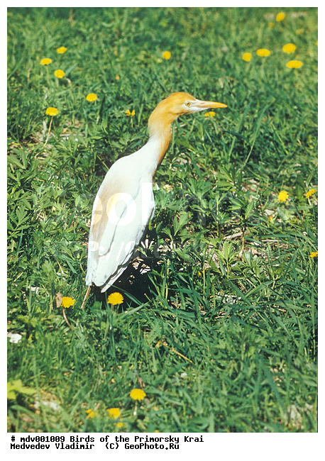 ��������, �����, �����, �����, �����, XYZ, ��������, Ardeidae, ���������� �����, Bubulcus ibis