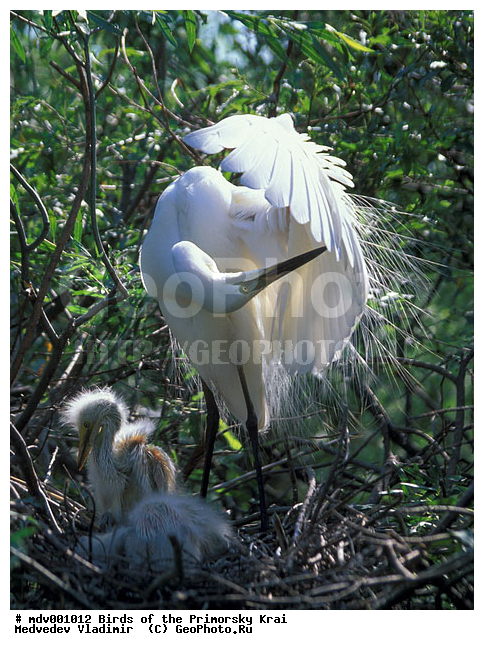 ��������, �����, �����, ���������� ����, ��������, ������� ������, ������, ��������, ��������, �����, �����, ��������, �����������, XYZ, ��������, Ardeidae, ����� ����� �����, ������-�����, Egretta garzetta