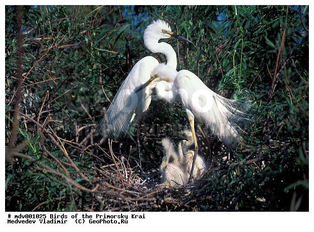 ��������, �����, �����, ���������� ����, ��������, ������� ������, ������, ��������, ��������, �����, �����, ��������, �����������, XYZ, ��������, Ardeidae, ����� ����� �����, ������-�����, Egretta garzetta