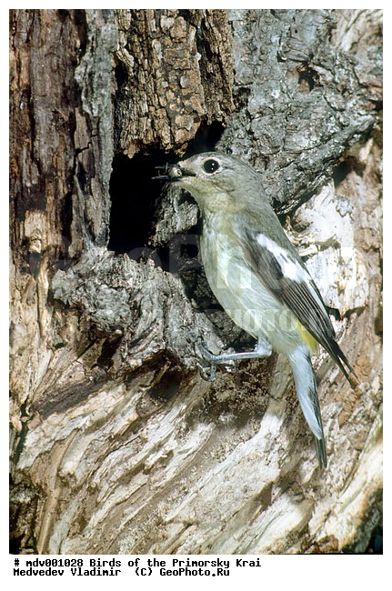 ��������, �����, �����, ���������� ����, ��������, ������� ������, ������, ��������, ��������, �����, �����, ��������, �����������, XYZ, ������������, Muscicapidae, ������������ ���������, �������� ������������ ���������, Ficedula zanthopygia