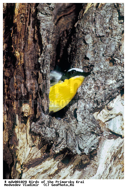 ��������, �����, �����, ���������� ����, ��������, ������� ������, ������, ��������, ��������, �����, �����, ��������, �����������, XYZ, ������������, Muscicapidae, ������������ ���������, �������� ������������ ���������, Ficedula zanthopygia