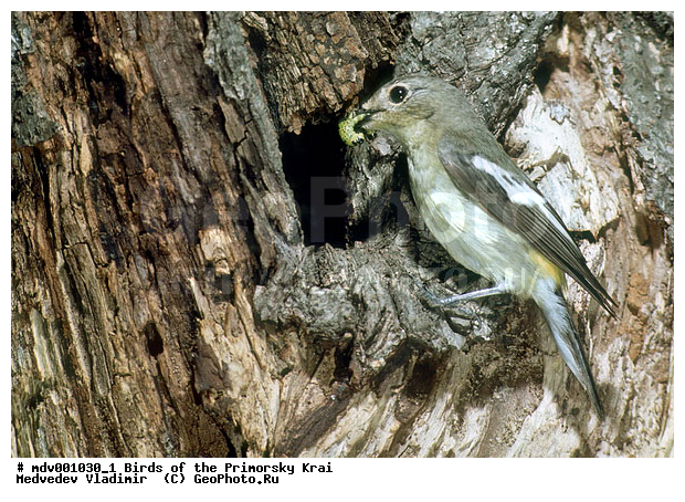 ��������, �����, �����, ���������� ����, ��������, ������� ������, ������, ��������, ��������, �����, �����, ��������, �����������, XYZ, ������������, Muscicapidae, ������������ ���������, �������� ������������ ���������, Ficedula zanthopygia