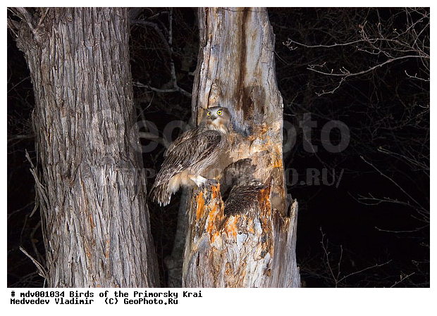 ��������, �����, �����, ���������� ����, ��������, ������� ������, ������, ��������, ��������, �����, �����, ��������, �����������, ������ �����, ������ �����, XYZ, �������, ��������� ����, Strigidae, ������ �����, ��������������� ������ �����, ����� ����������, Bubo blakistoni