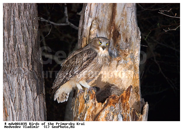 ��������, �����, �����, ���������� ����, ��������, ������� ������, ������, ��������, ��������, �����, �����, ��������, �����������, ������ �����, ������ �����, XYZ, �������, ��������� ����, Strigidae, ������ �����, ��������������� ������ �����, ����� ����������, Bubo blakistoni