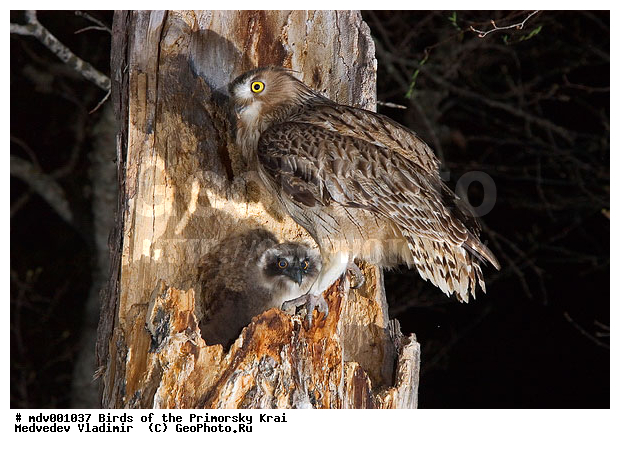 ��������, �����, �����, ���������� ����, ��������, ������� ������, ������, ��������, ��������, �����, �����, ��������, �����������, ������ �����, ������ �����, XYZ, �������, ��������� ����, Strigidae, ������ �����, ��������������� ������ �����, ����� ����������, Bubo blakistoni