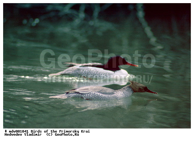 ��������, �����, �����, �����������������, ������������� �����, XYZ, ������, Anatidae, ���������� �������, Mergus squamatus