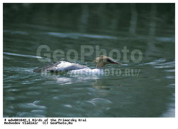 ��������, �����, �����, �����������������, ������������� �����, XYZ, ������, Anatidae, ���������� �������, Mergus squamatus