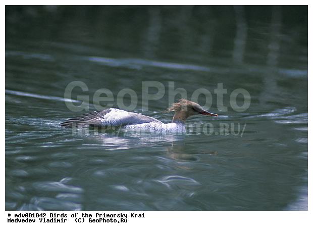 ��������, �����, �����, �����������������, ������������� �����, XYZ, ������, Anatidae, ���������� �������, Mergus squamatus