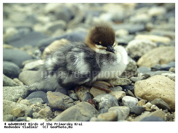 ��������, �����, �����, �����������������, ������������� �����, XYZ, ������, Anatidae, ���������� �������, Mergus squamatus