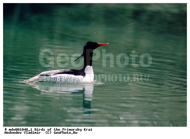 ��������, �����, �����, �����������������, ������������� �����, XYZ, ������, Anatidae, ���������� �������, Mergus squamatus