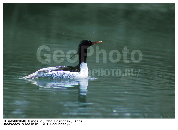 ��������, �����, �����, �����������������, ������������� �����, XYZ, ������, Anatidae, ���������� �������, Mergus squamatus