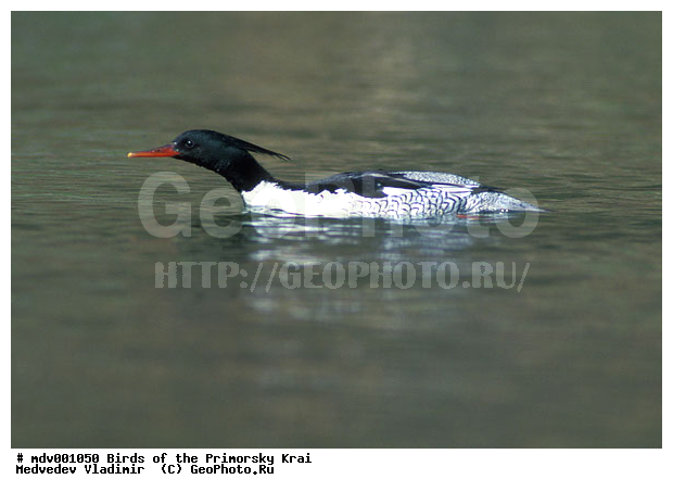 ��������, �����, �����, �����������������, ������������� �����, XYZ, ������, Anatidae, ���������� �������, Mergus squamatus