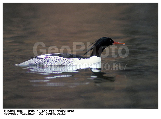 ��������, �����, �����, �����������������, ������������� �����, XYZ, ������, Anatidae, ���������� �������, Mergus squamatus