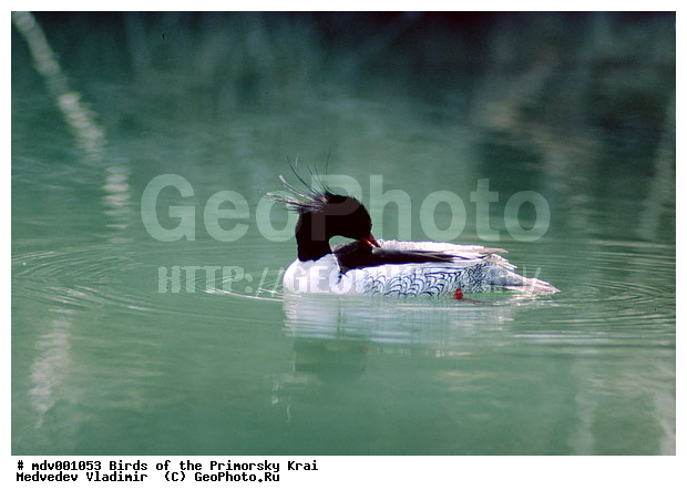 ��������, �����, �����, �����������������, ������������� �����, XYZ, ������, Anatidae, ���������� �������, Mergus squamatus