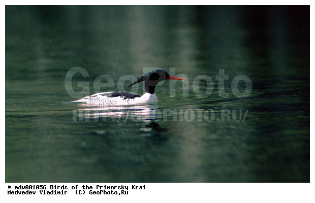 ��������, �����, �����, �����������������, ������������� �����, XYZ, ������, Anatidae, ���������� �������, Mergus squamatus