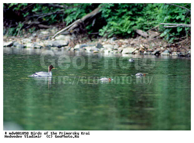 ��������, �����, �����, �����������������, ������������� �����, XYZ, ������, Anatidae, ���������� �������, Mergus squamatus