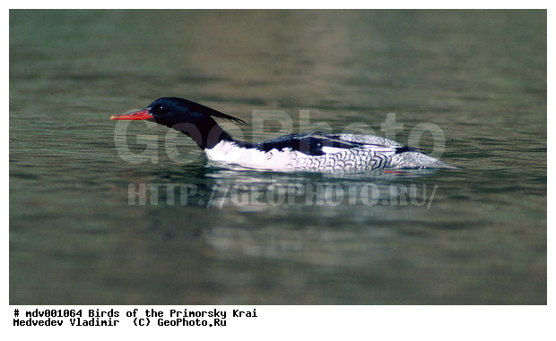 ��������, �����, �����, �����������������, ������������� �����, XYZ, ������, Anatidae, ���������� �������, Mergus squamatus