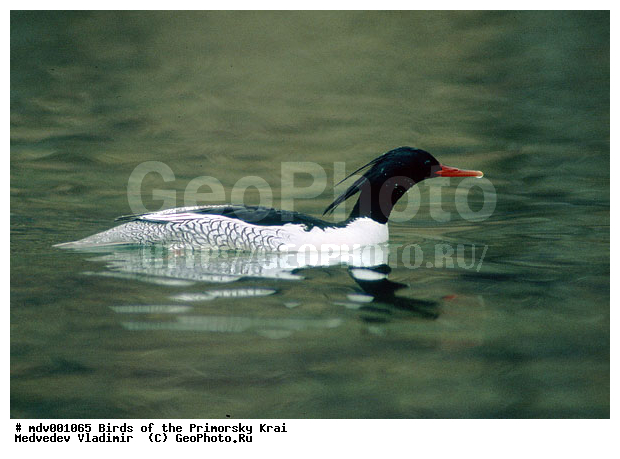 ��������, �����, �����, �����������������, ������������� �����, XYZ, ������, Anatidae, ���������� �������, Mergus squamatus
